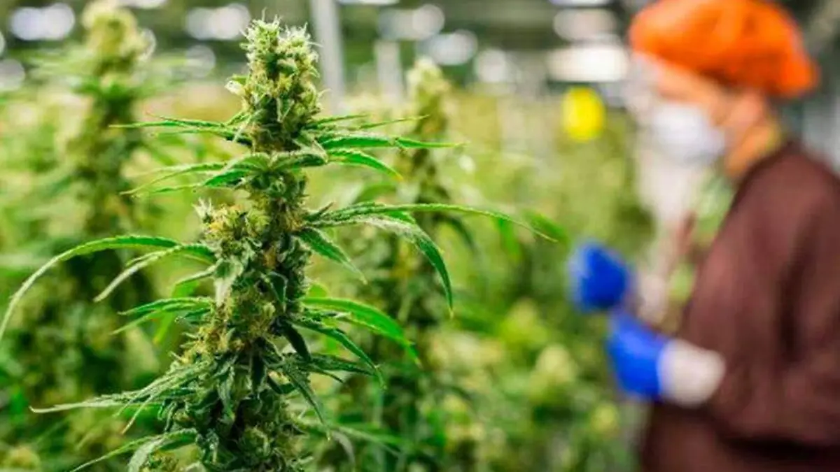 marihuana