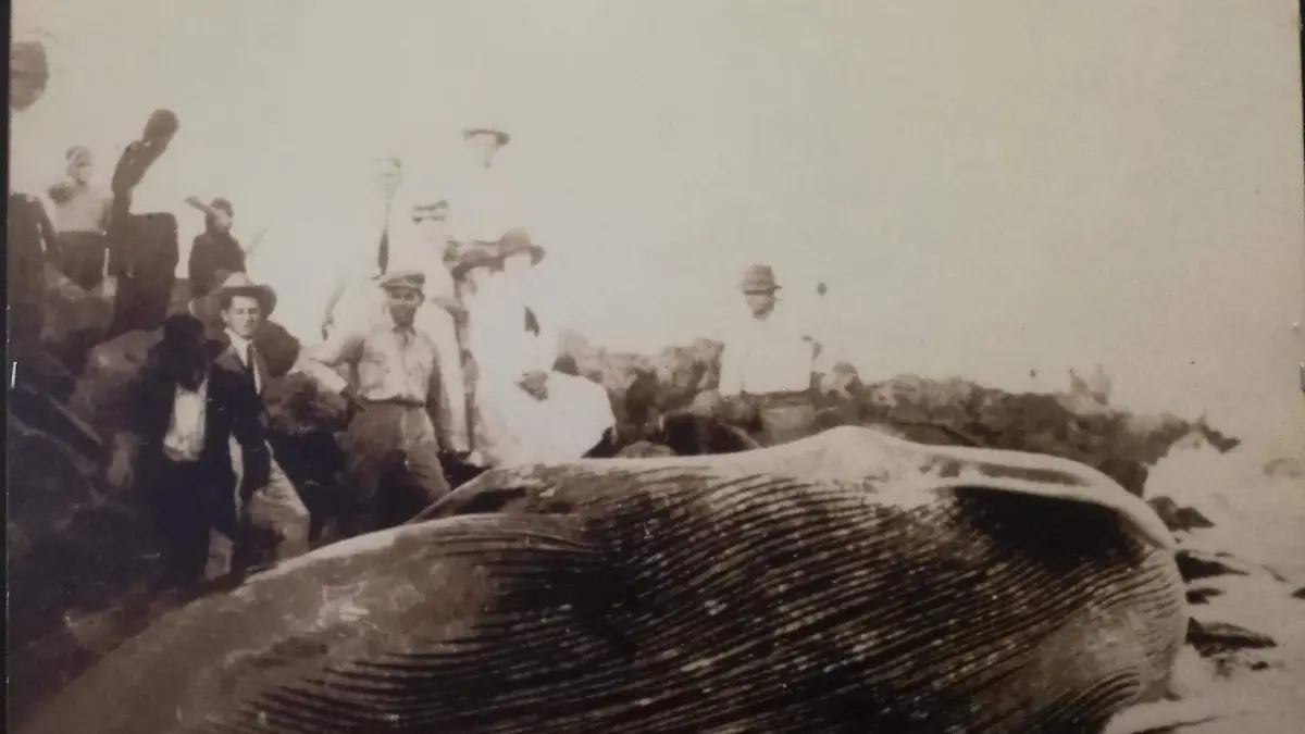 El día que encalló una Ballena..