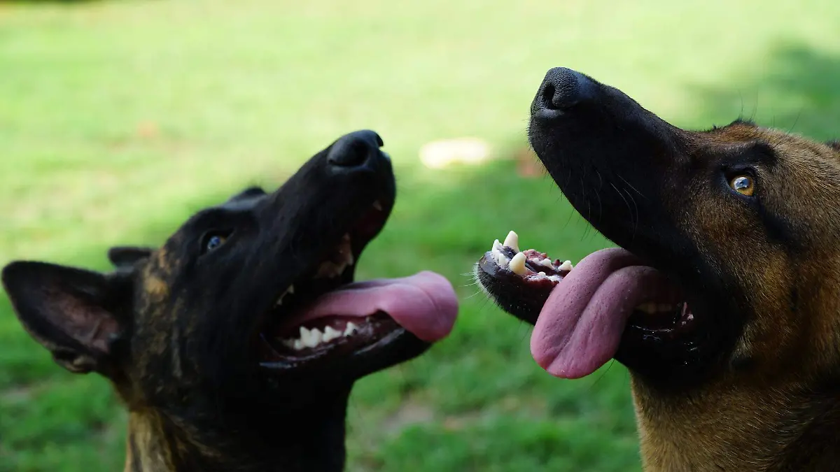 dogs-5145385_1920