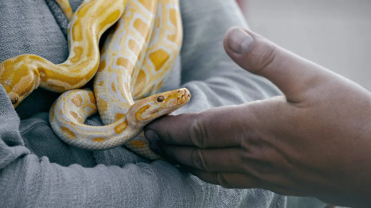 serpiente