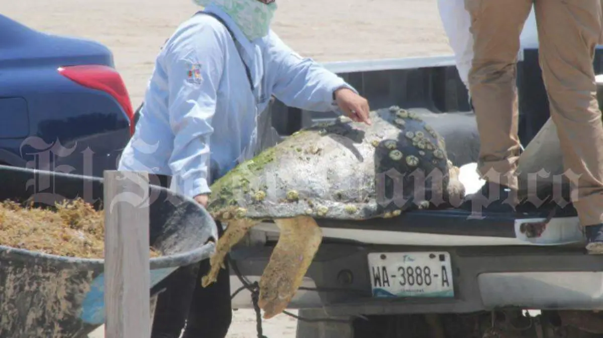 Las principales causas que originan la muerte de estas especies son la pesca ilegal y la contaminación de los océanos