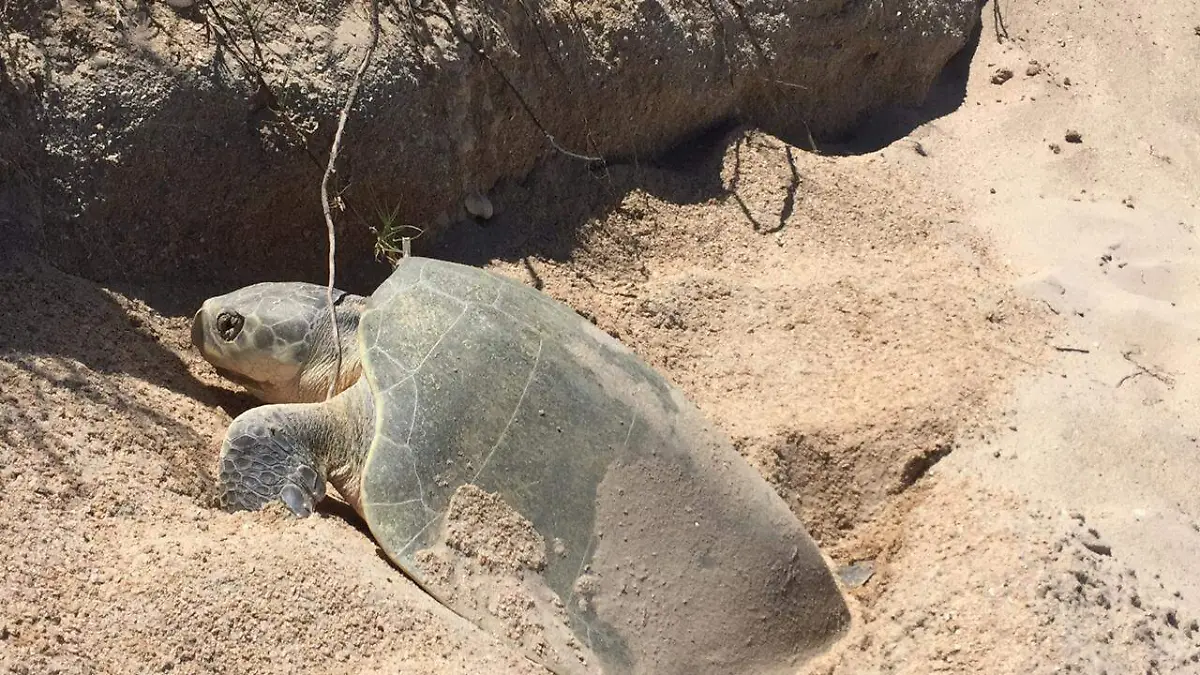 WhatsApp Image 2020-03-30 at 21.25.28