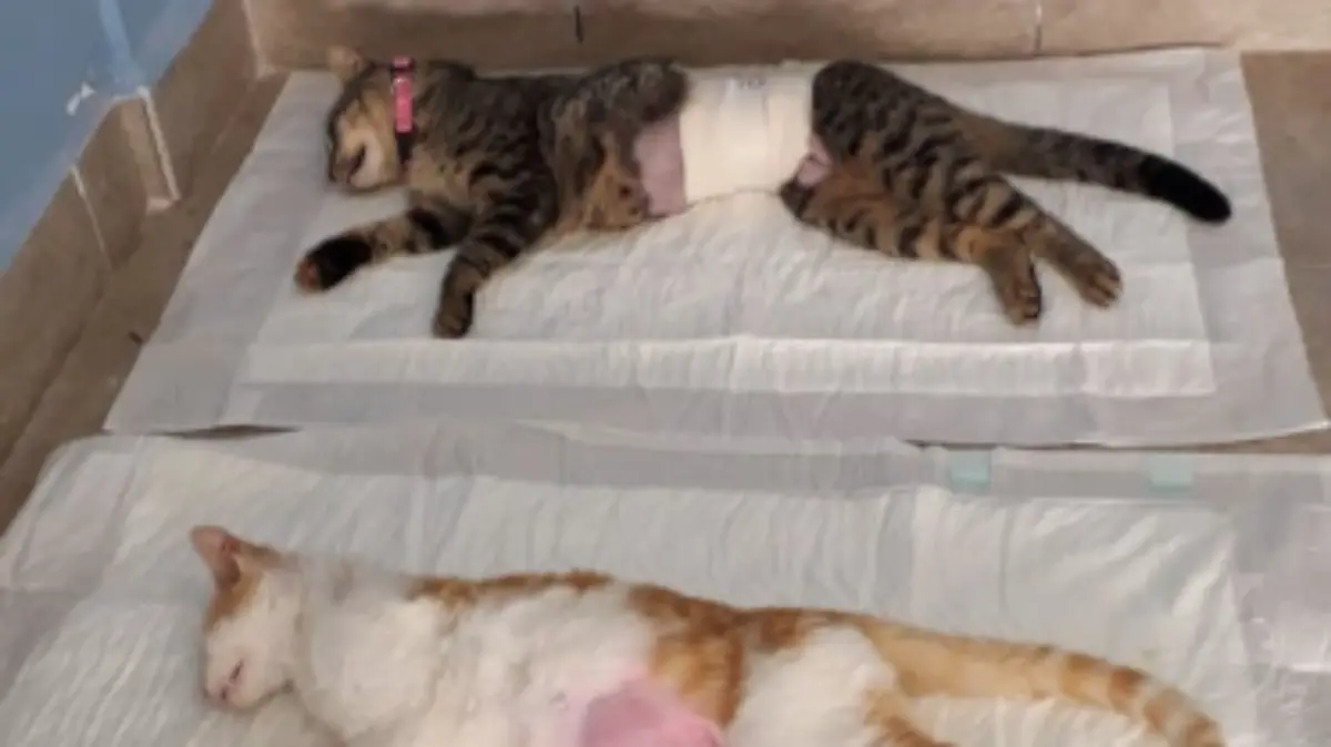 Captura de Pantalla 2020-01-20 a la(s) 18.21.39