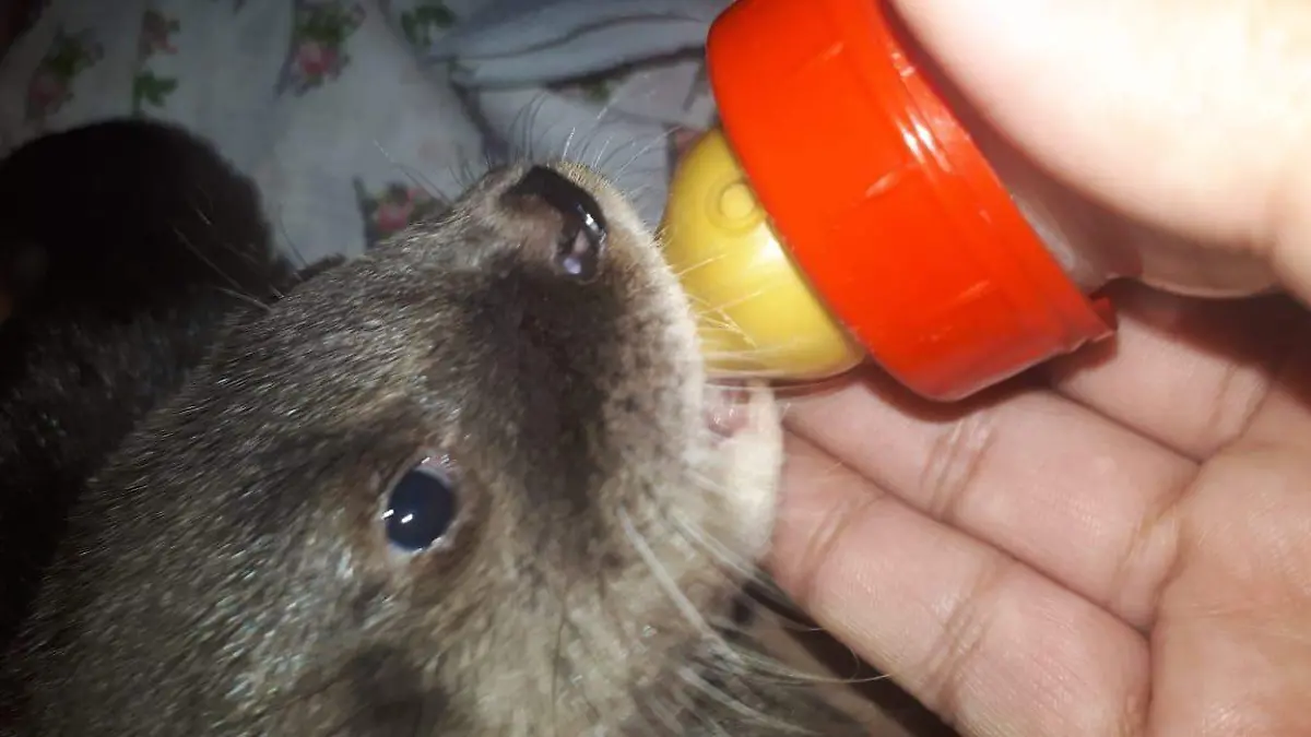 Image 2020-04-22 at 20.51.28