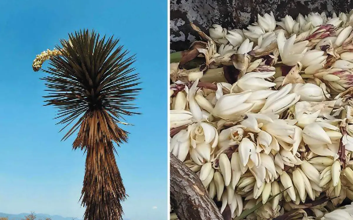 La “chocha” un delicioso fruto que crece en Tamaulipas
