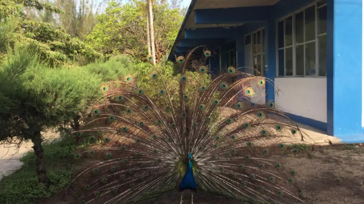 Captura de Pantalla 2020-01-17 a la(s) 23.45.01