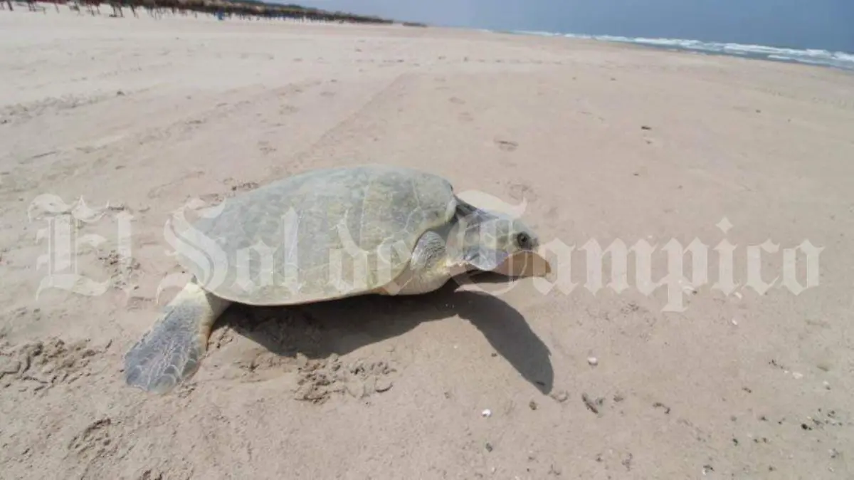 Piden a los visitantes dejar libre el paso a las tortugas 