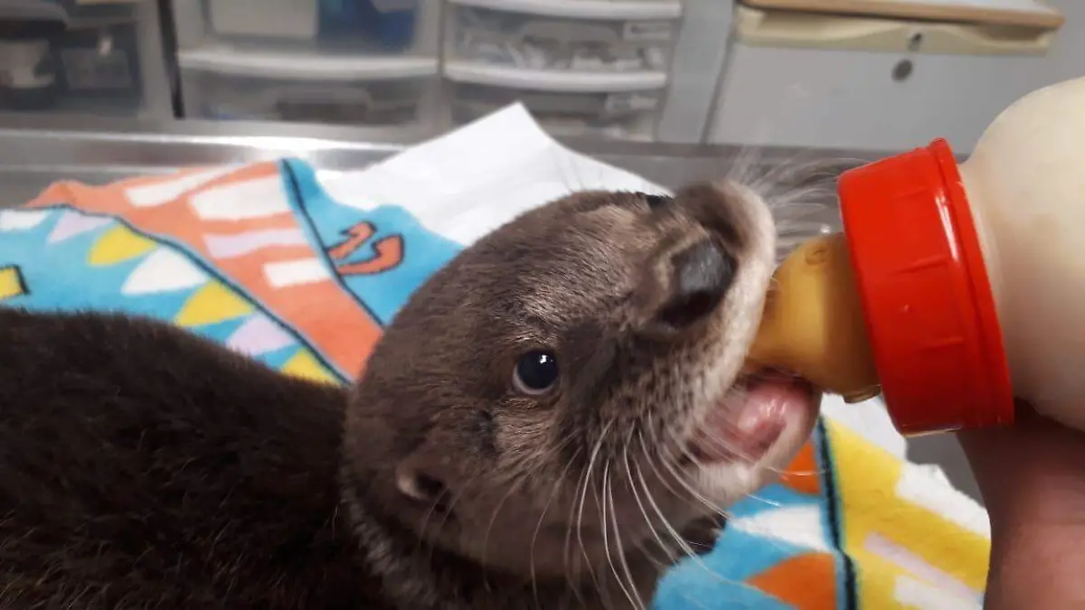 Image 2020-04-22 at 20.51.27