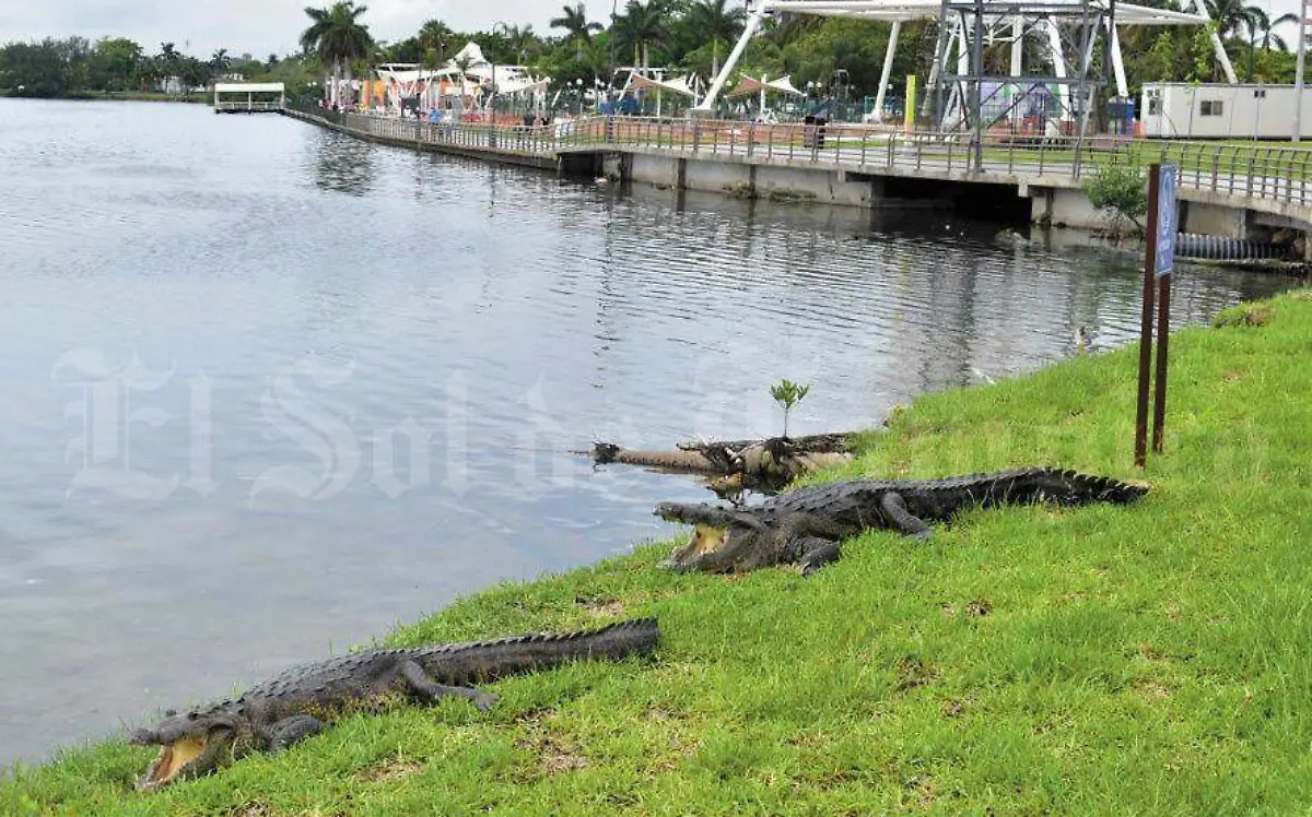 En Tampico, ¿qué tan probable es que ataque un cocodrilo?