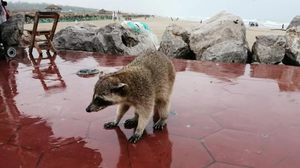 Captura de Pantalla 2019-09-29 a la(s) 21.40.30