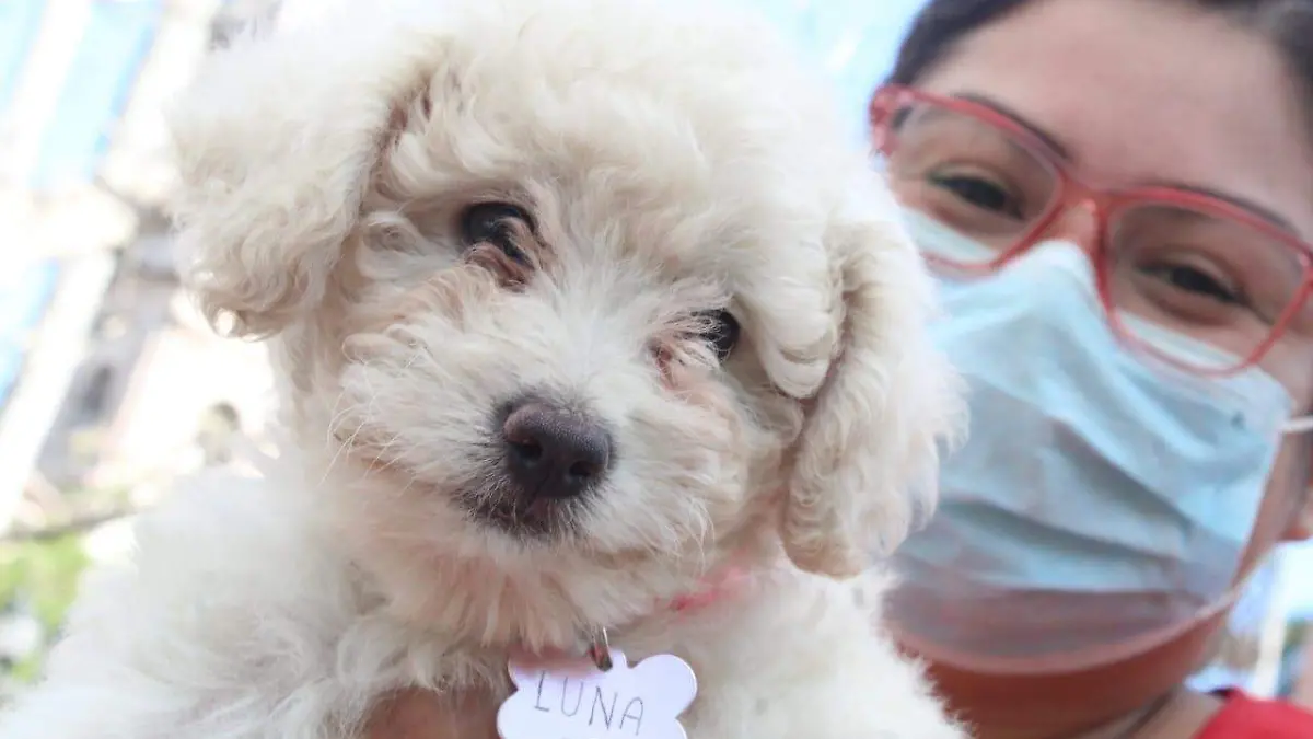 América Sandoval, presidenta de la fundación “Patitas de la calle”, explicó que con la detonación de cohetes los perritos se asustan y huyen buscando un lugar seguro, lo que genera que se salgan de casa y se pierdan