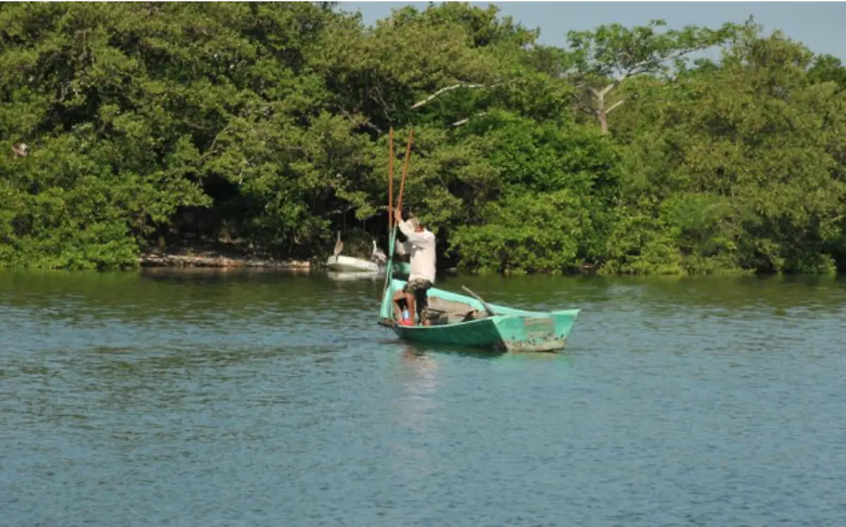 Ostioneros esperan certificación