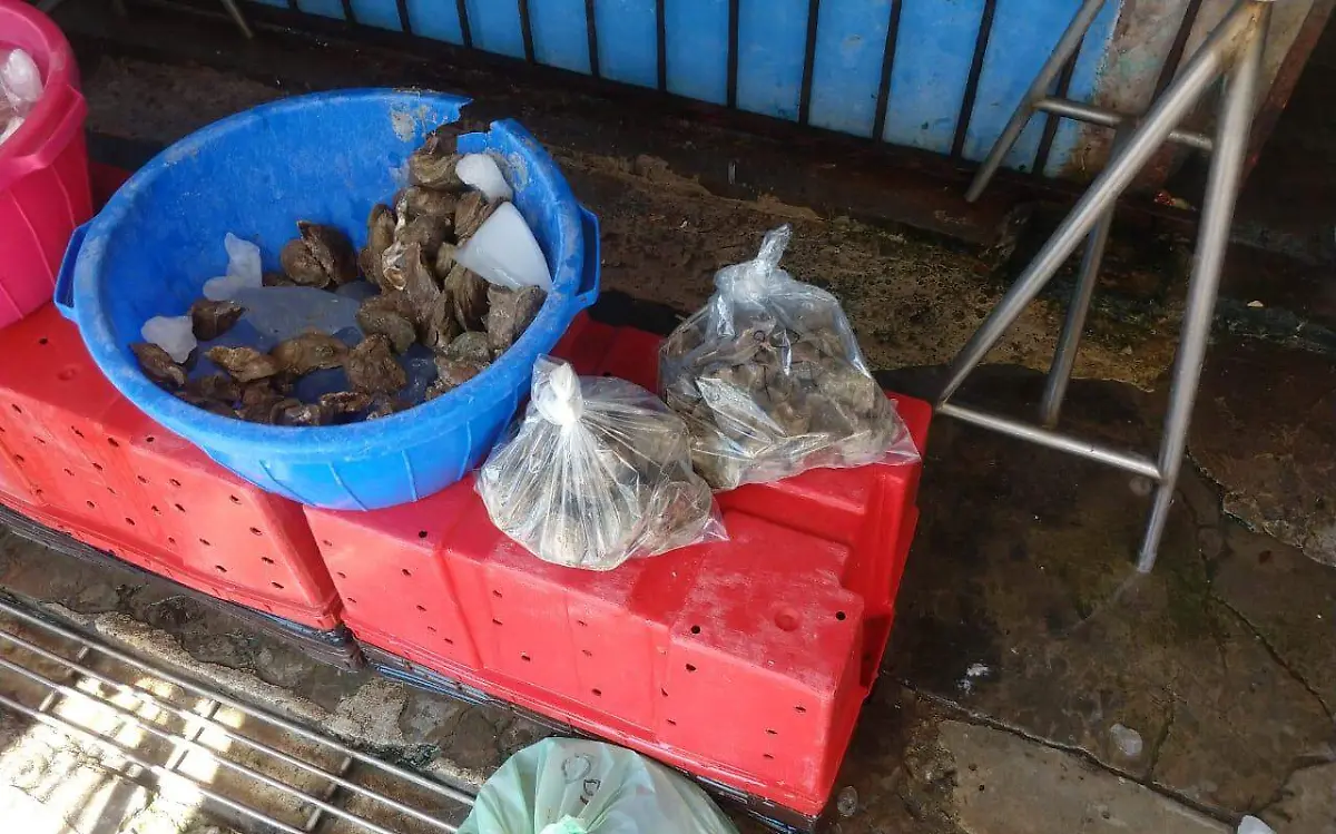 Decomisa Coepris ostiones contaminados