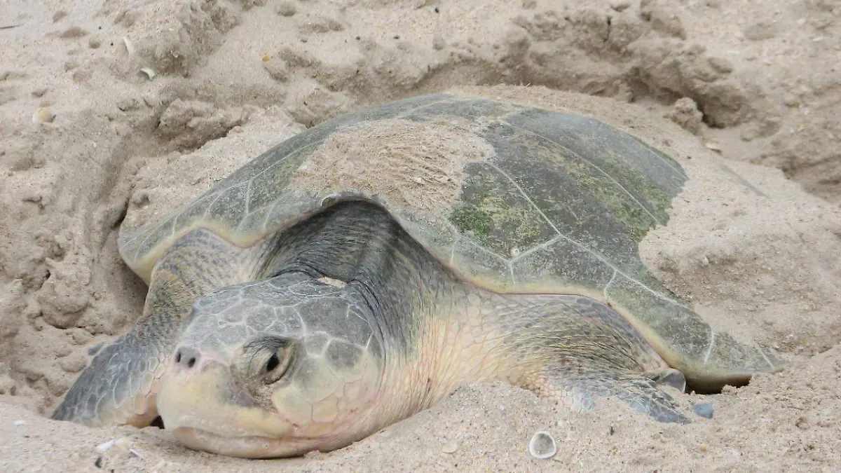 CPB-019-2019.-Despide Tamaulipas a la Tortuga Lora (4)