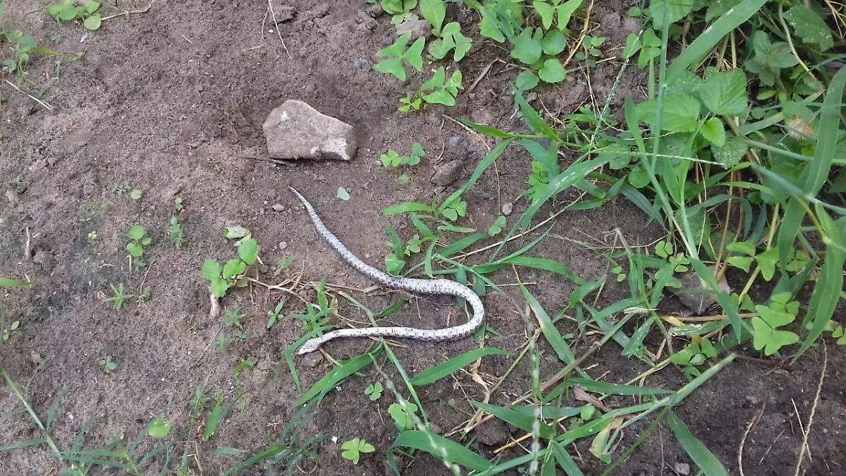 Image 2018-10-13 at 12.36.25 PM