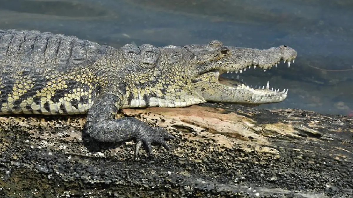Captura de Pantalla 2020-01-17 a la(s) 23.44.21