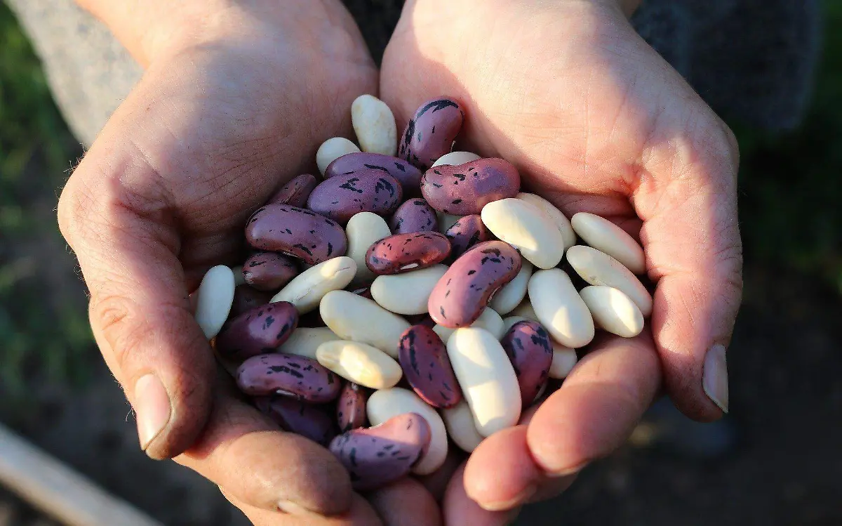 runner-beans-ga2224e4b9_1920