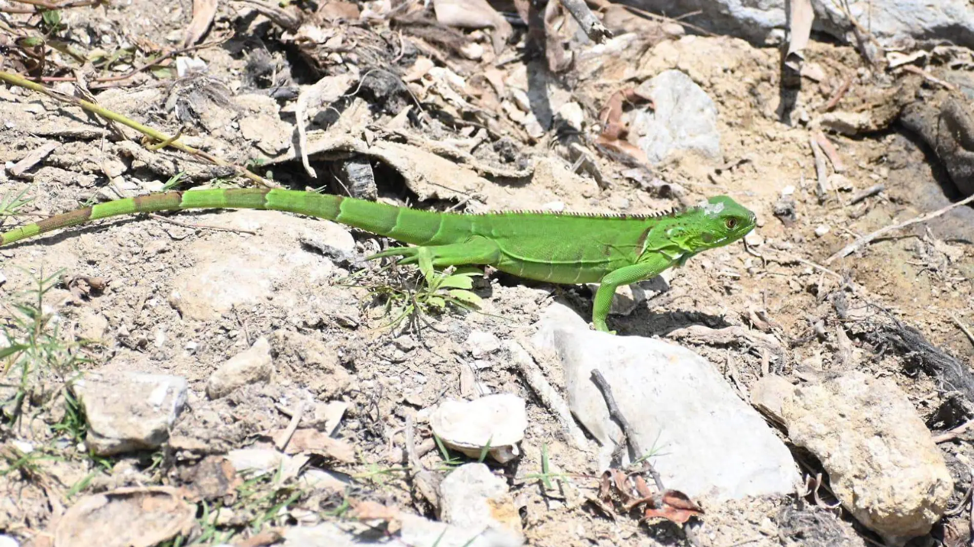 Iguana