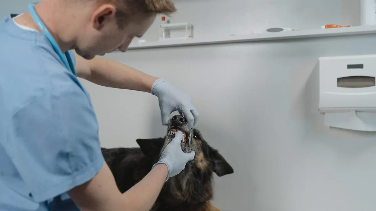 Fiscalía de Tamaulipas publica vacante para veterinario