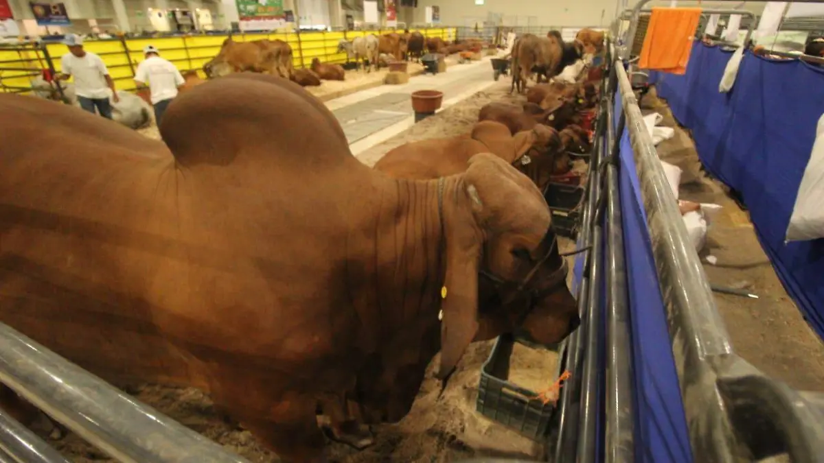 En el evento se mostró gran variedad de ganado