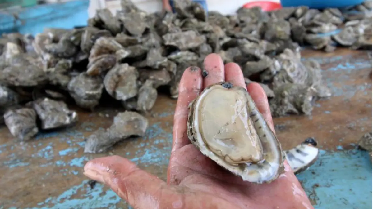 Productores tamaulipecos comenzaran en unos meses la exportación a EEUU de ostión certificado