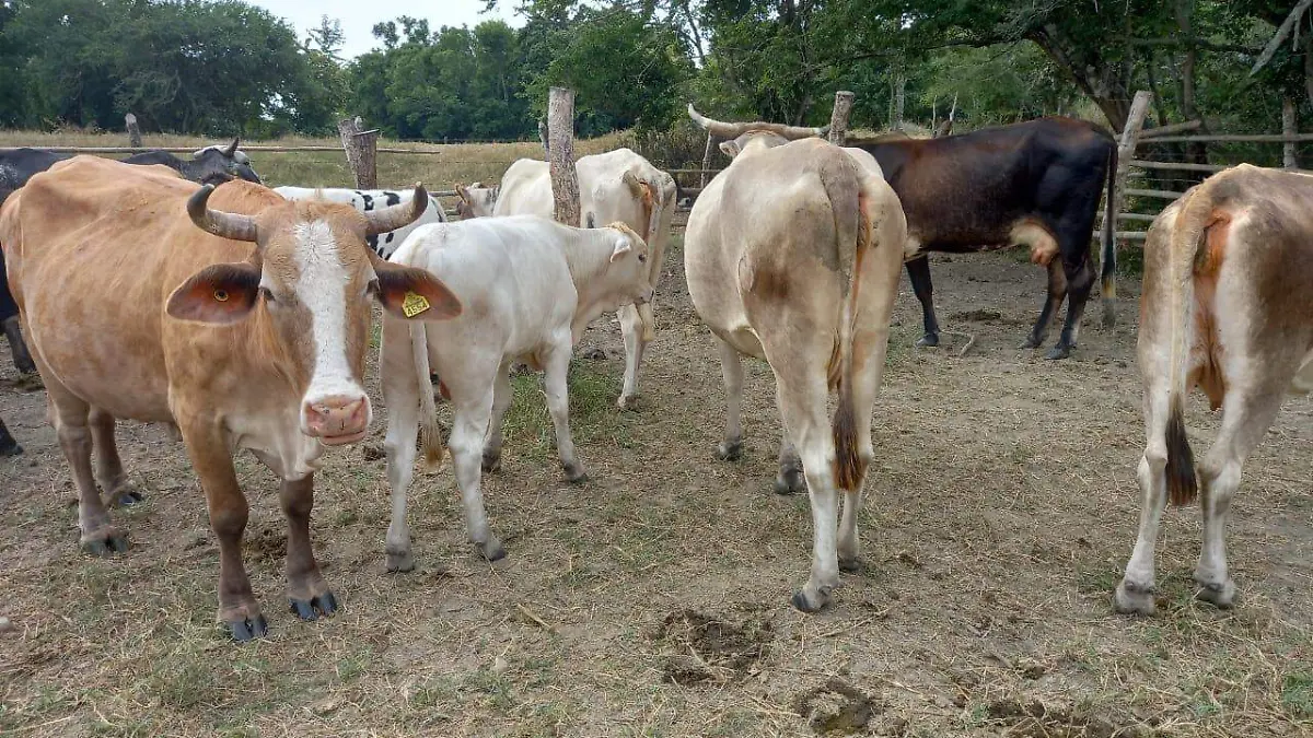 Algunos ganaderos han tenido que vender a sus animales