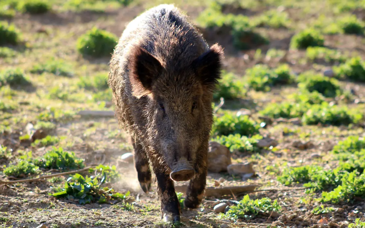Un jabalí ataca a una mujer 