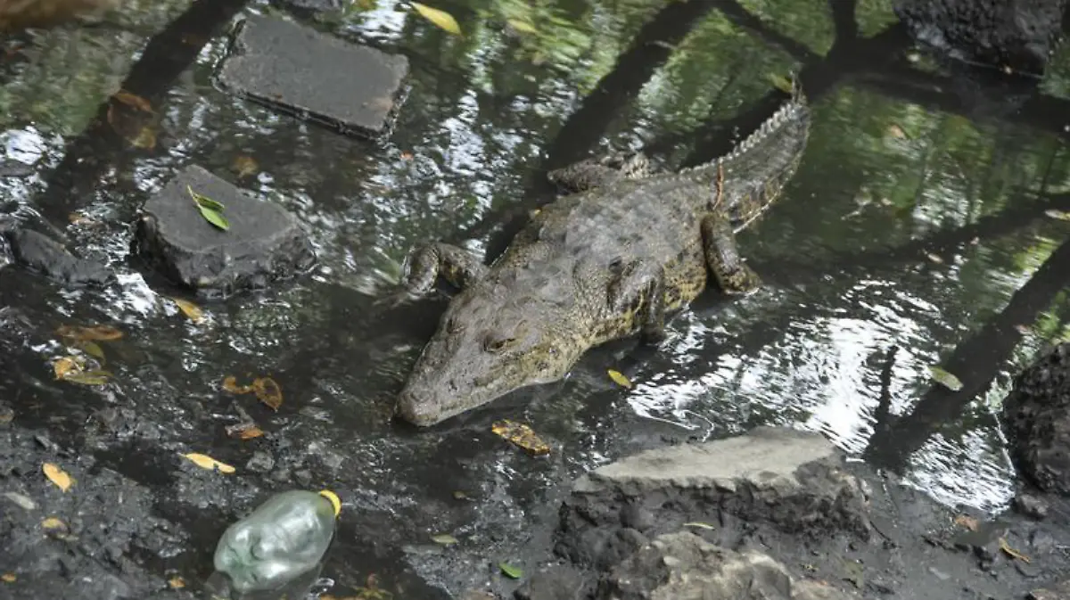 Captura de Pantalla 2020-01-17 a la(s) 23.44.10