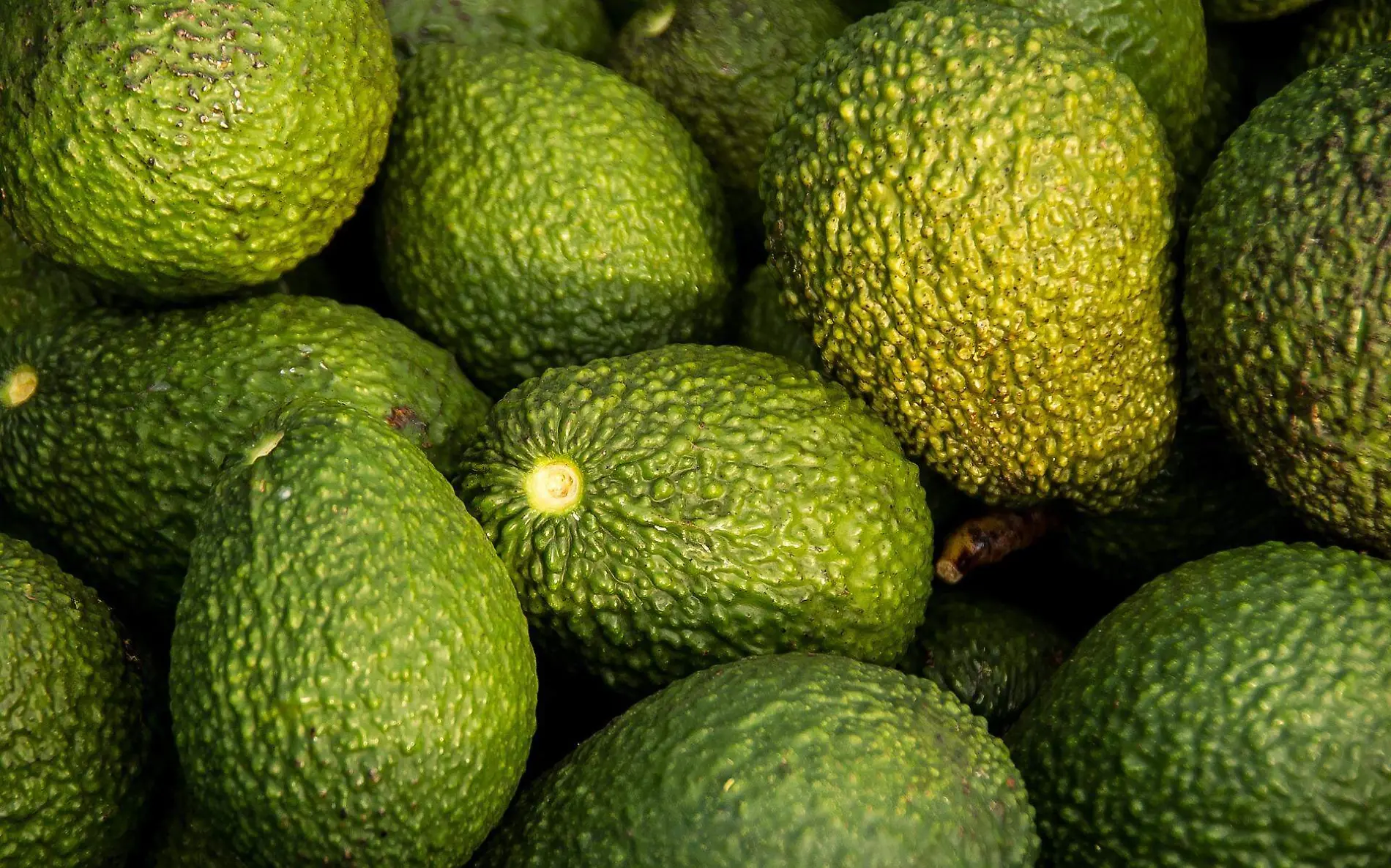 avocados-g9a5b13ff1_1920