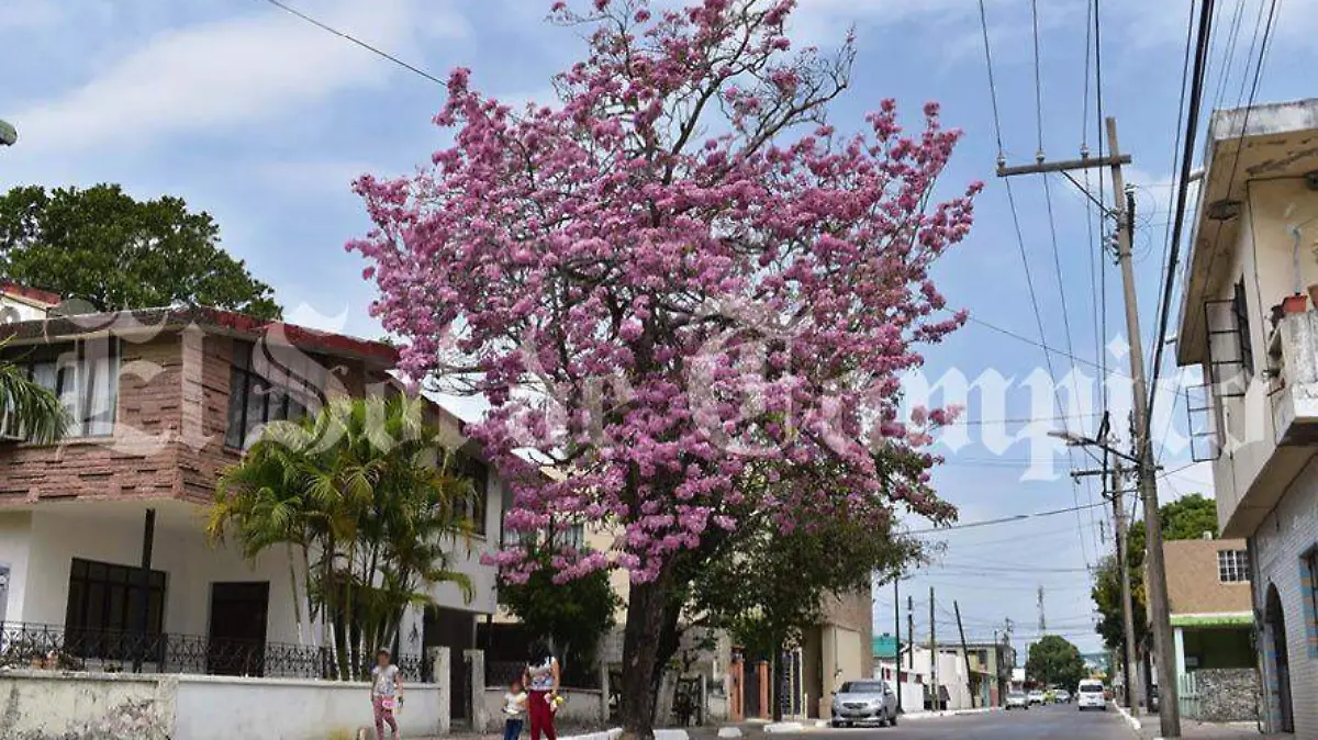 Las flores dan escenario perfecto para fotografías primaverales 