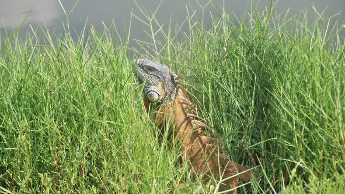 Captura de pantalla 2019-07-25 a la(s) 22.25.33
