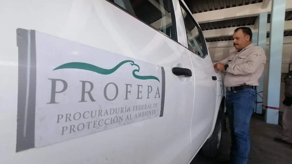 ¿Cocodrilo que atacó y mató a joven hombre en Tampico será sacrificado?
