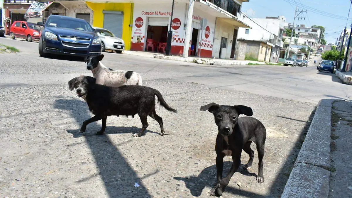 perros callejeros