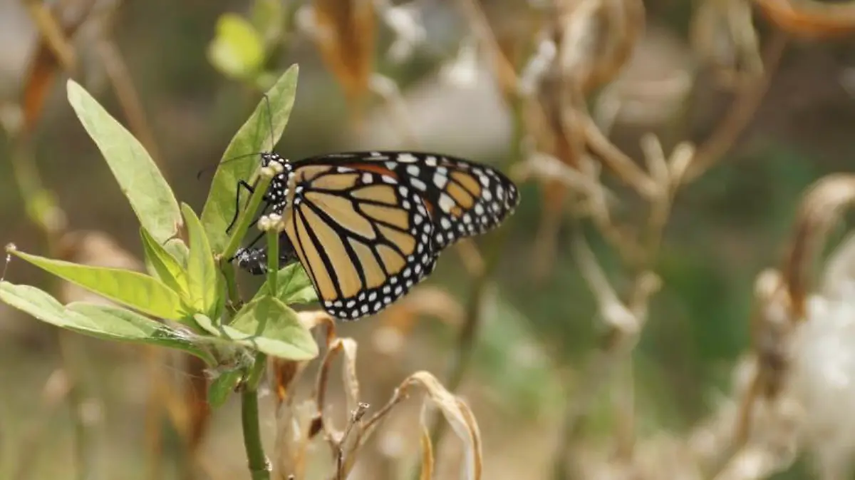 Captura de pantalla 2018-06-10 a la(s) 21.32.23