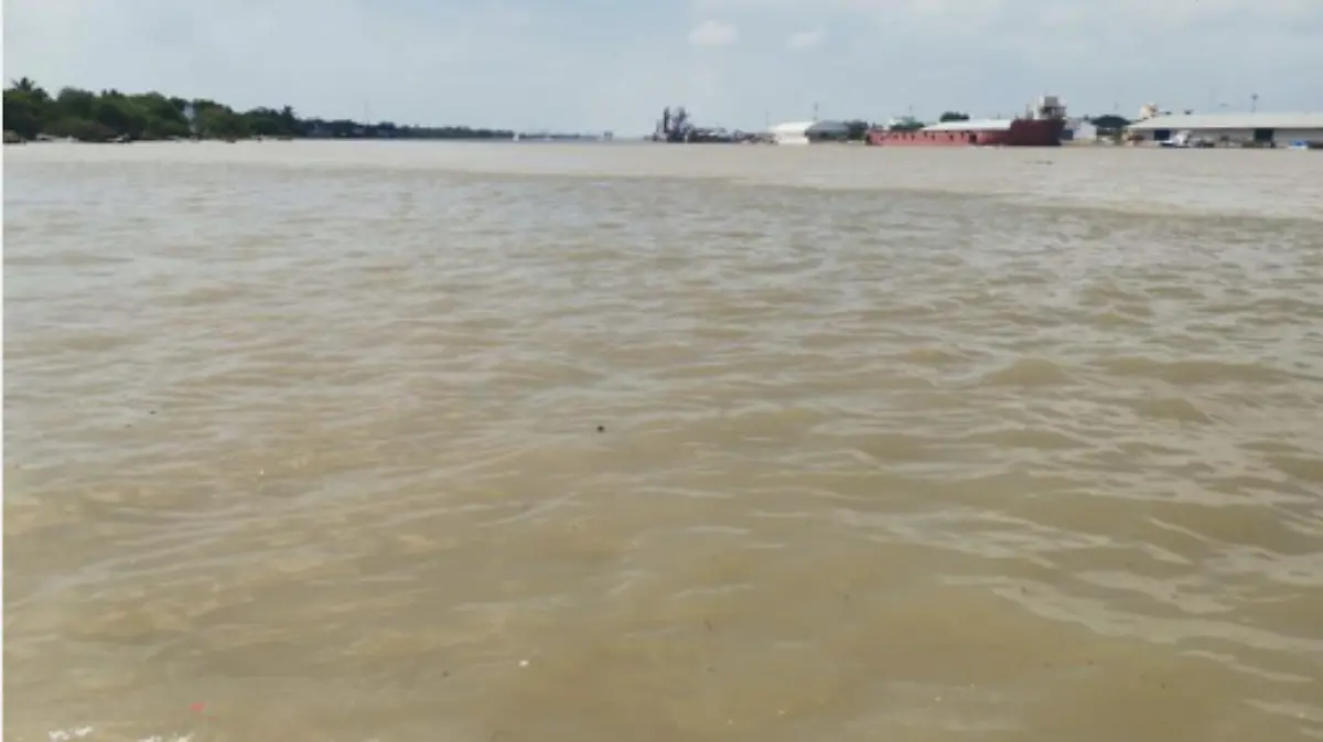 Cocodrilos han invadido el río Pánuco