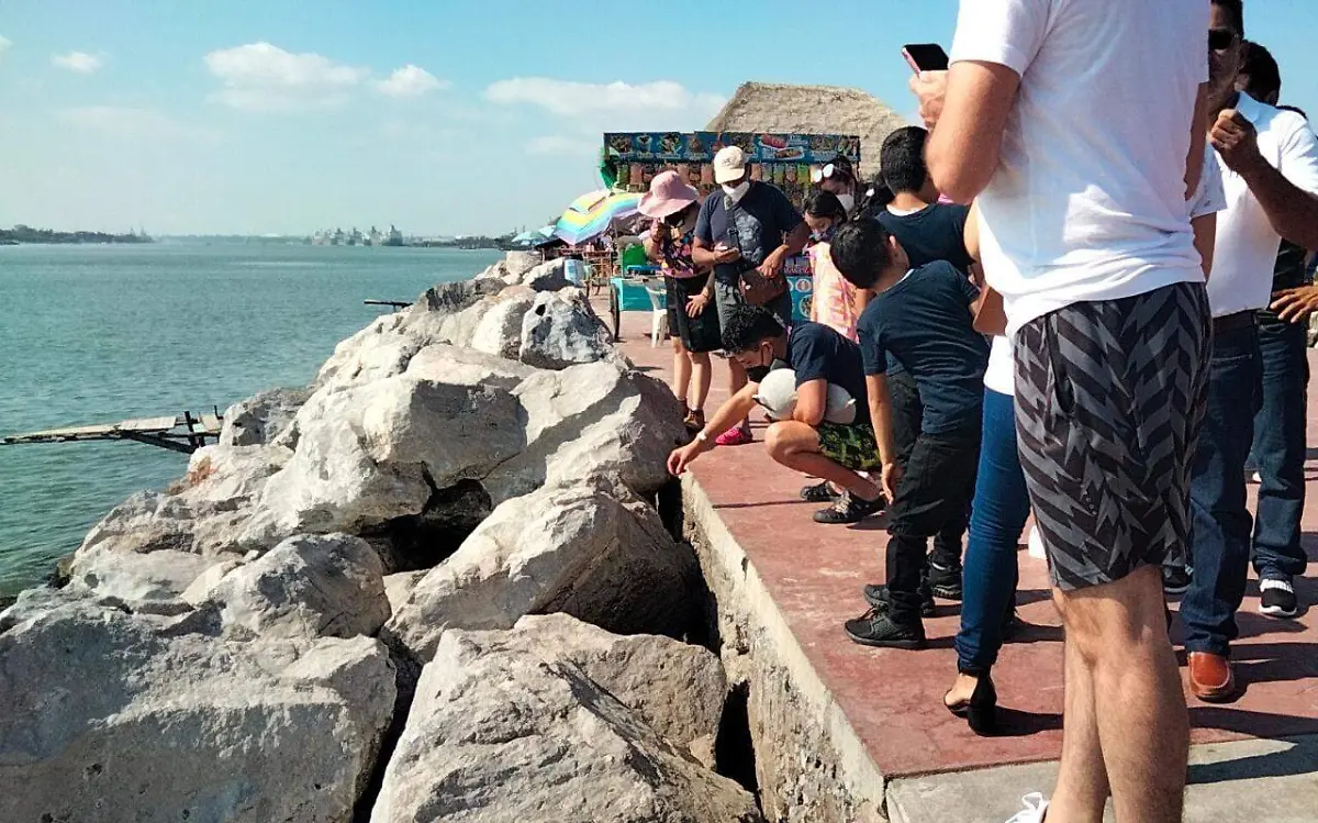 Celebran Navidad con mapaches