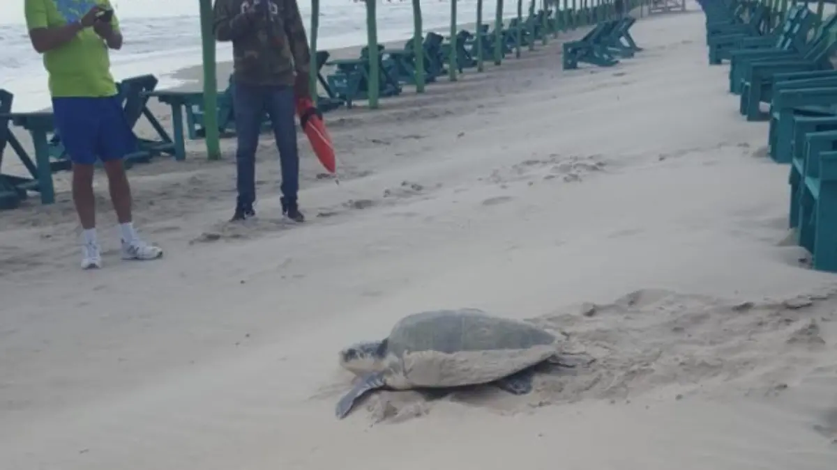 Captura de Pantalla 2019-04-14 a la(s) 11.04.24