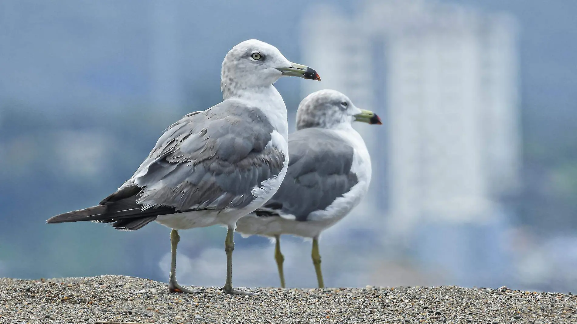 seagulls-6549872_1920