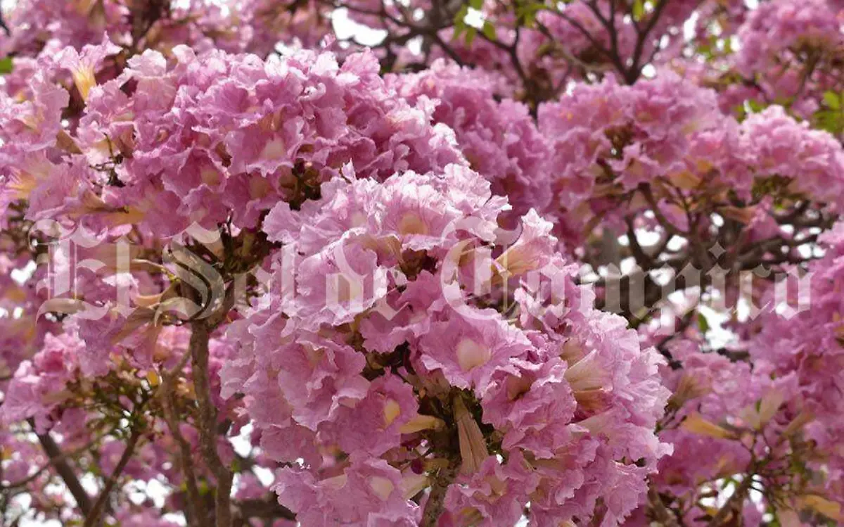 Hermosa son las flores del palo de rosa