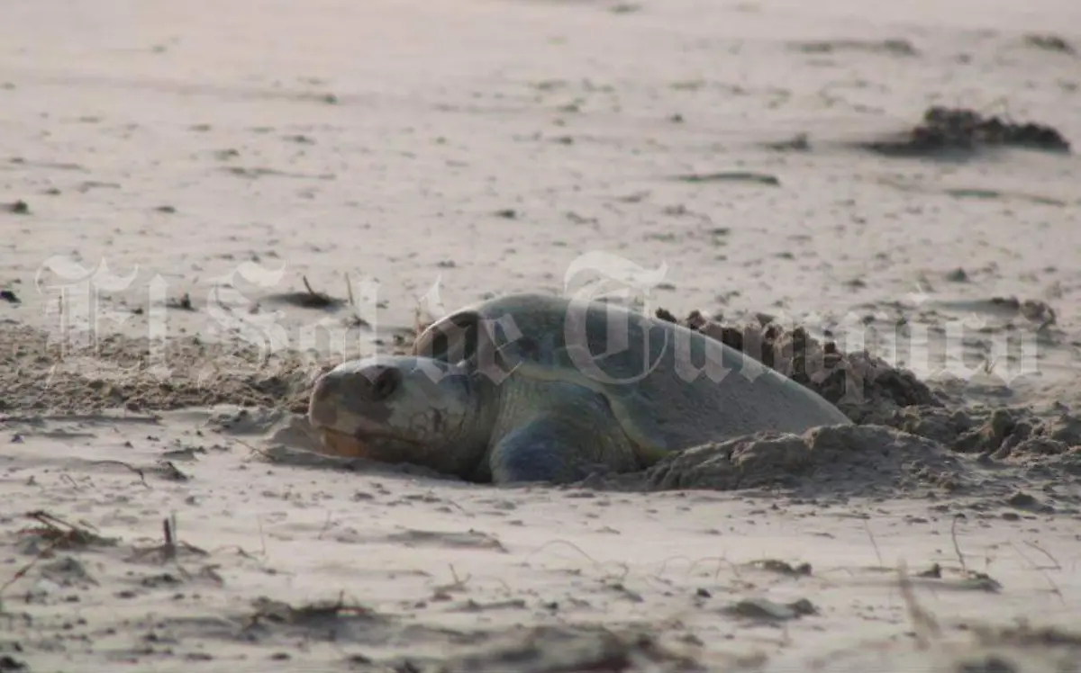 Los casi 40 kilómetros de extensión de playa de ambas entidades están cuidados por dos campos tortugueros