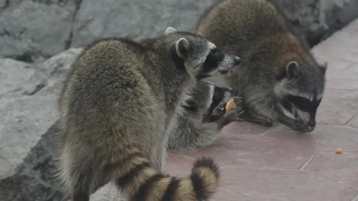 Captura de Pantalla 2020-01-17 a la(s) 23.44.37