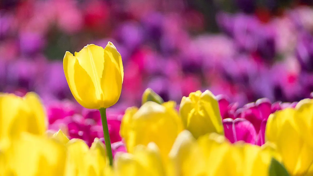 Las flores amarillas