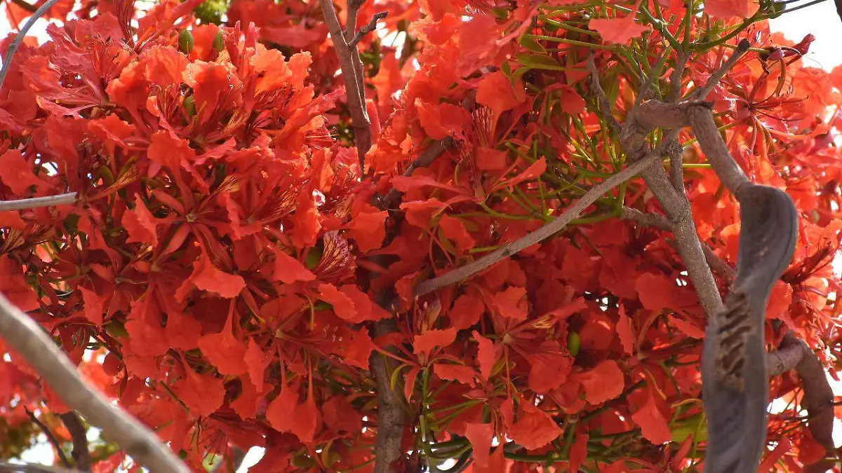 Image 2020-05-20 at 10.49.41 AM