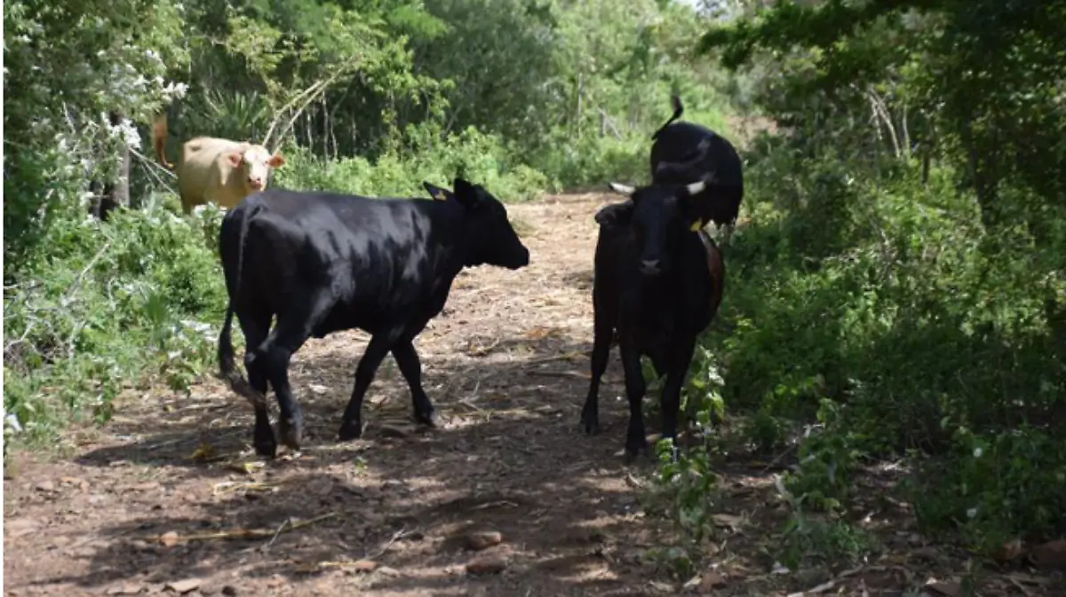 Captura de Pantalla 2020-09-27 a la(s) 21.44.49