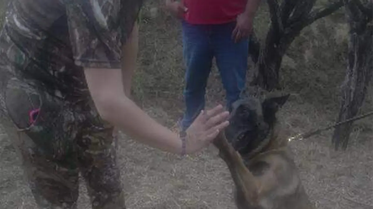 Buscadores de personas desparecidas en Tamaulipas se apoyan en binomios caninos como “Danna” para identificar posibles fosas con restos humanos