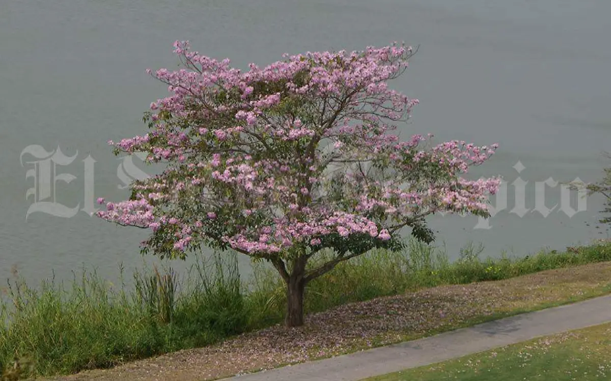En su caída las flores dejan una alfombra de pétalos