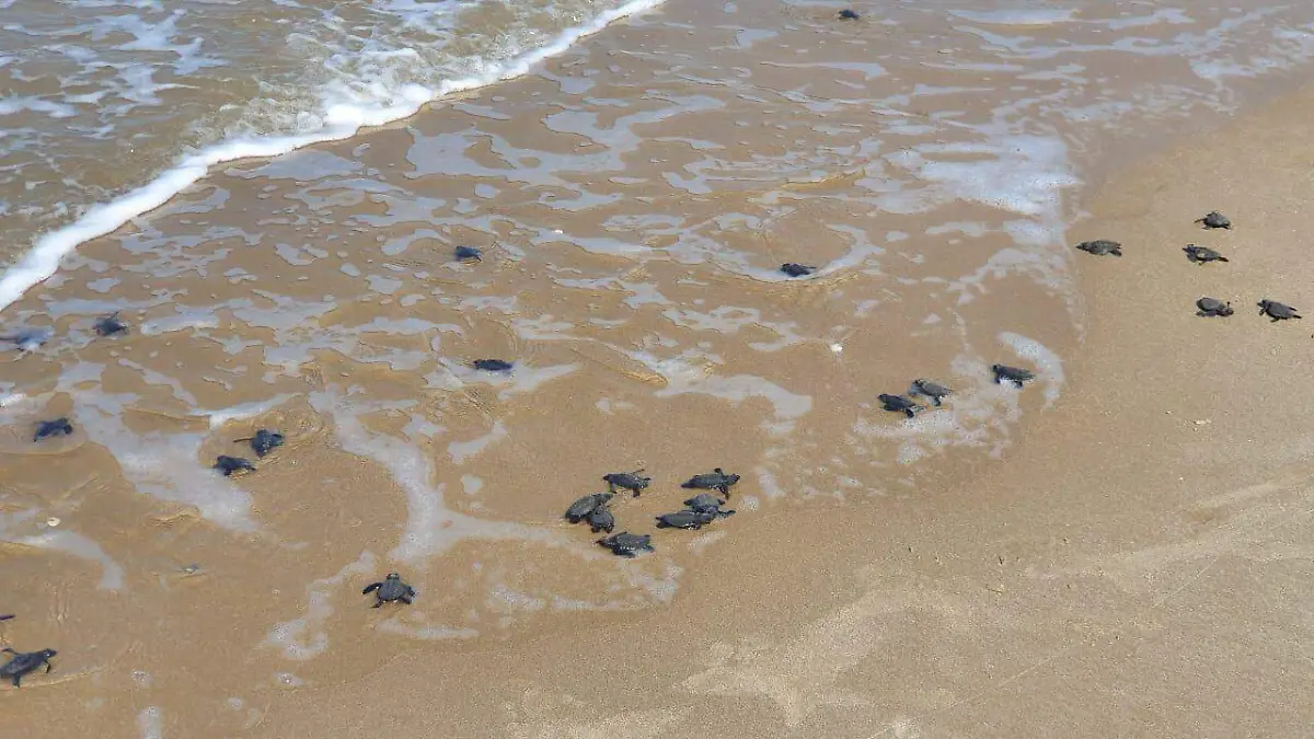 CPB-019-2019.-Despide Tamaulipas a la Tortuga Lora (10)