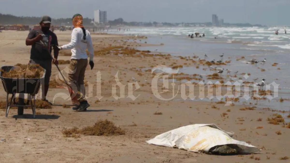 En este año han sido localizados más de 20 quelonios sin vida en la orilla de la playa
