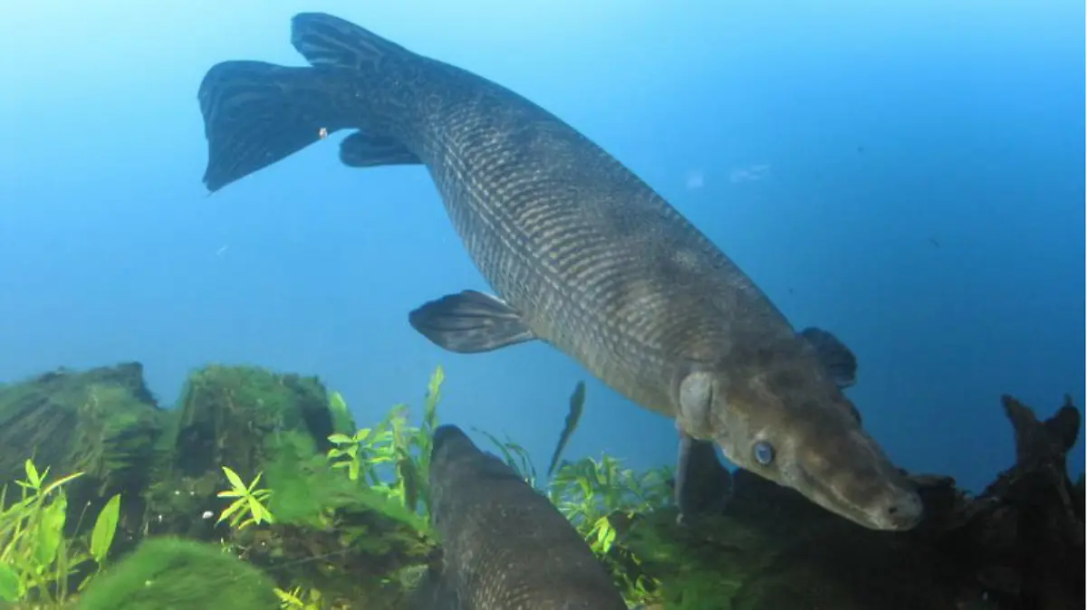 Captura de Pantalla 2020-03-02 a la(s) 22.24.17