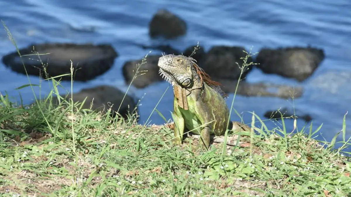 Captura de Pantalla 2020-01-17 a la(s) 23.43.44